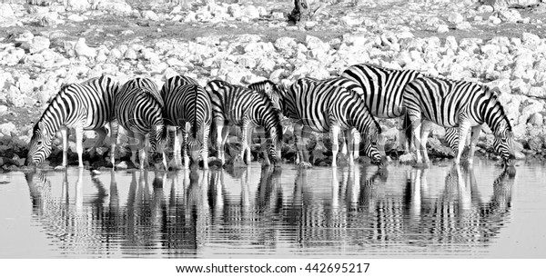 Herd of Burchells zebra (Equus quagga)drinking from a waterhole in Etosha in black & white 