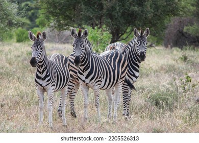 Herd Of Burchell's Zebra, South Africa