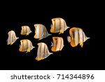 herd Butterflyfish collection swimming fish on black background/Long nose fish/blue ring angelfish/beautiful coral reef fish/school of fish,angel fish, Forceps Fish, Yellow,Copperband  butterflyfish