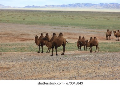 A Herd Of Camels