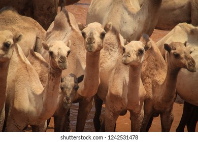 Somali Camel Images Stock Photos Vectors Shutterstock