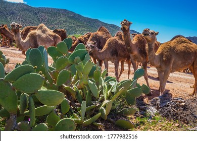 Herd of camels eating cactuses. Herd of one humped camels, dromedaries on the way to the camel market in Guelmim, Morocco.