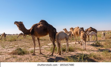 630 Camels Gate Images, Stock Photos & Vectors | Shutterstock