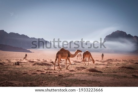 herd of camels  grazes  in the sands of the hot  Wadi Rum desert in Jordan  