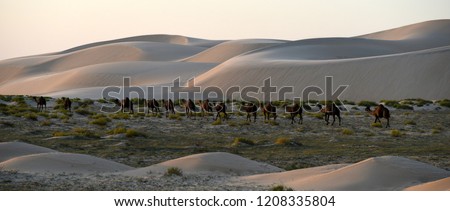 A Herd of Camels Heads Home as the Sun Begins to Set, Dammam, Eastern Province, Saudi Arabia