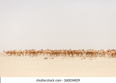 A Herd Of Camels In The Moroccan Desert