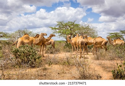 Herd Of Camels On Savannah Plains In Kenya