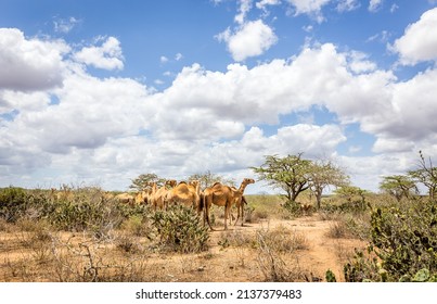 Herd Of Camels On Savannah Plains In Kenya