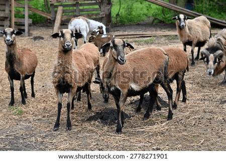 The herd of Cameroon sheep