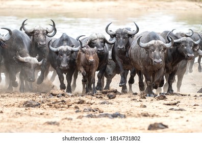 A herd of Cape Buffalo charging away from the water after being spooked by a predator.