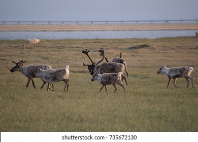 Herd Of Caribou Near Deadhorse, Alaska