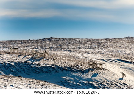 A herd of caribou race up a hill on a wide open space. The tundra is slightly covered in snow. There's a blue sky with clouds in the background. The animals are small with brown and tan color fur.