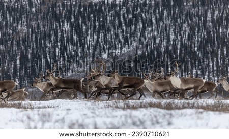Herd of Caribou running in Snow