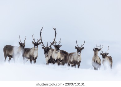 Herd of Caribou in the snow