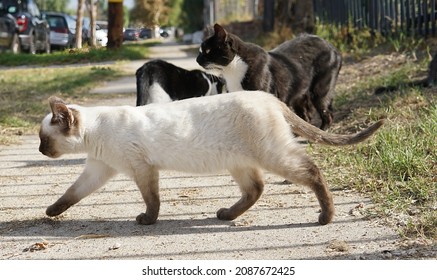 Herd Of Cats Playing In The Street