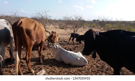 herd of cattle