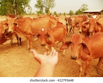 herd of cattle