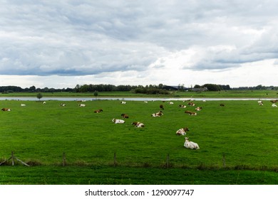 Herd Of Cattle All Taking A Break While A Storm Rolls In From Behind. You Know It'll Be A Long Night Ahead For These Guys.