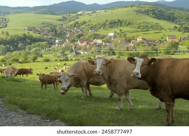 a herd of cattle cows graze on a farm meadow - Powered by Shutterstock