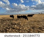 Herd of cattle grazing cornstalks