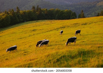 Herd of cattle grazing on a pasture in high mountains.Summer rural view of the cows in the paddock.Bright and juicy rustic landscape with cattle