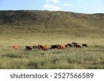 A herd of cattle was grazing on the prairie
