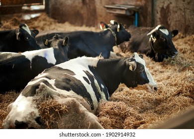 A herd of cattle lying on top of a pile of hay