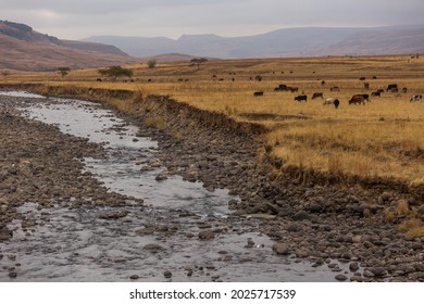 Herd Of Cattle On A Wide Open Landscape With A River