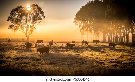 a herd of cattle in pasture, standing in early morning fog