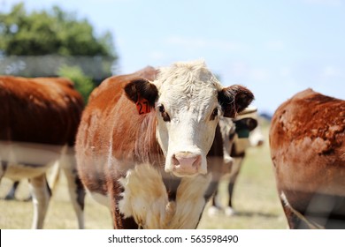 Herd Of Cattle In The Pen Outdoor In  Mudgee, Australia