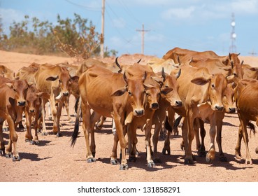 herd of cattle - red lean cows cross road