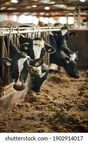 A Herd Of Cattle Standing On Top Of A Metal Fence. Dairy Cows In A Farm