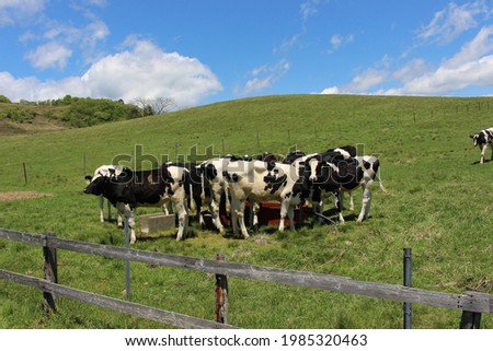 herd of caws in the ranch 