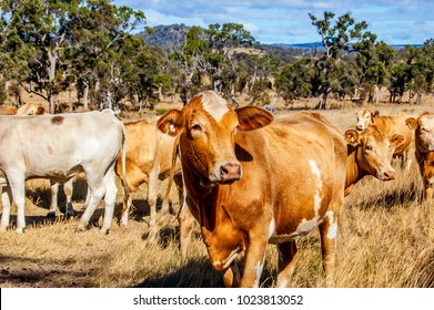 Herd of Charolais cross Brahman cattle. Charbray, a versatile beef breed, combines lean beef characteristics and docile temperament of the Charolais with hardiness and tick resistance of the Brahman. - Shutterstock ID 1023813052