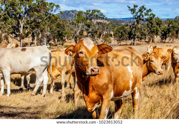 Herd Charolais Cross Brahman Cattle Charbray Stock Photo (Edit Now ...