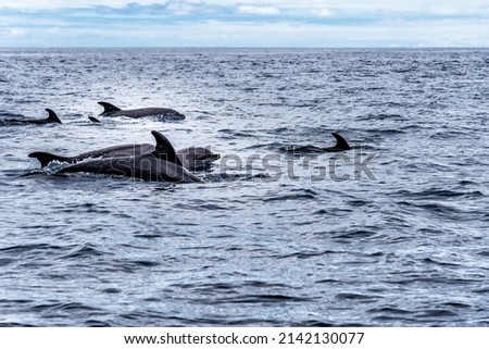 Herd of common bottlenose dolphins or Atlantic bottlenose dolphins, Tursiops truncatus, in the Atlantic Ocean off the coast of Tenerife.