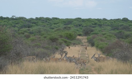 Herd of common elands Taurotragus oryx crossing path in Waterberg Plateau National Park in Namibia - Powered by Shutterstock