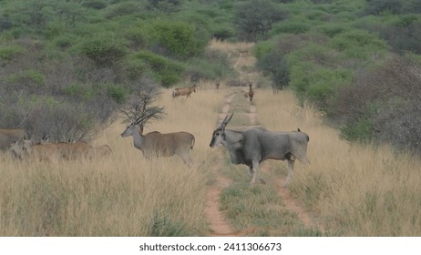 Herd of common elands Taurotragus oryx crossing path in Waterberg Plateau National Park in Namibia - Powered by Shutterstock