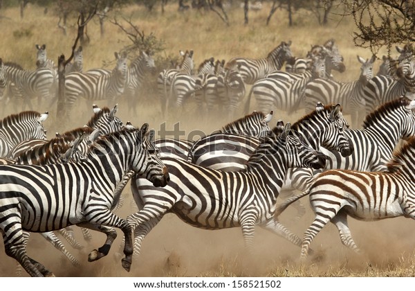A herd of common zebras (Equus Quagga) galloping in Serengeti National Park, Tanzania