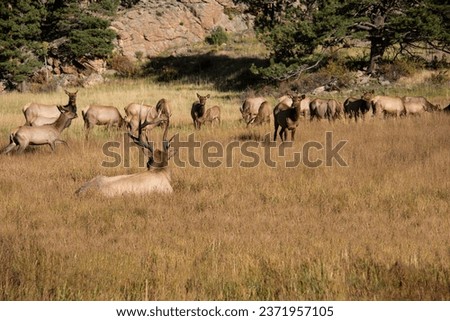 Herd of cow elk with bull elk watching over them in Rocky Mountain National Park, Colorado, USA
