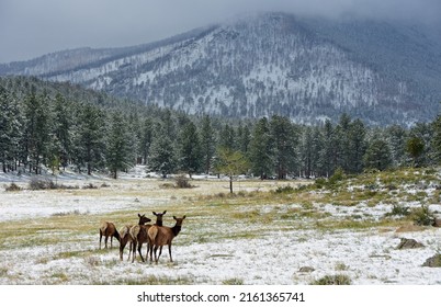 A Herd Of Cow Elk, Mountain Peaks And Late Spring Snowstorm Near Beaver Meadows In Rocky Mountain National Park, Near Estes Park, Colorado