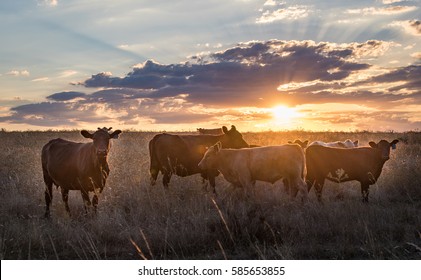 The herd of cow playing on grass in beautiful sunset.