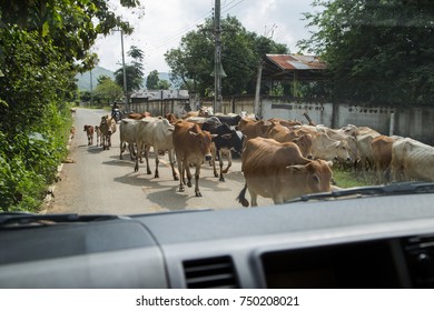 Herd Of Cow Walking In Front Of Car. Blocking The Traffic