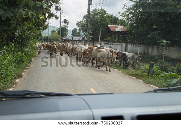 Herd of cow\
walking on the road in\
Thailand