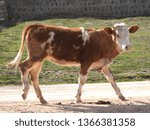 Herd Of Cows      