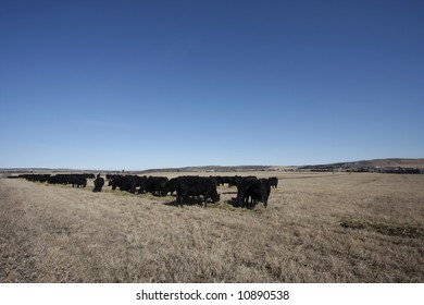 Herd of Cows