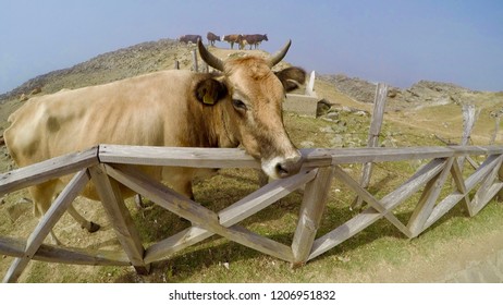 herd of cows