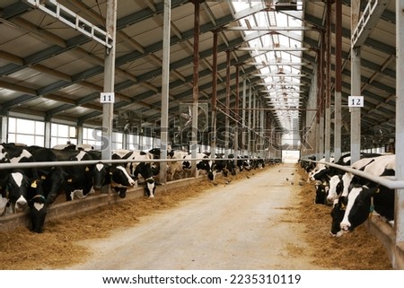 Herd of cows in animal pen on farm
