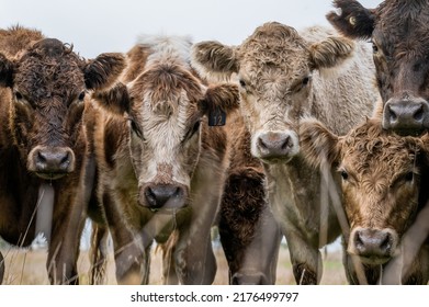 Herd Of Cows, Beef Cow And Calves Grazing On Grass In Australia, On A Farming Ranch. Cattle Breeds Include Speckled Park, Murray Grey, Angus, Brangus, Hereford, Wagyu Foot And Mouth, Fmd Bali