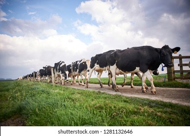 herd of cows being led in to milking along a farm road 